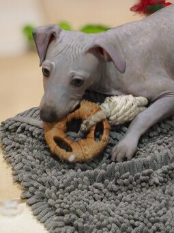 Americký bezsrstý teriér - 11