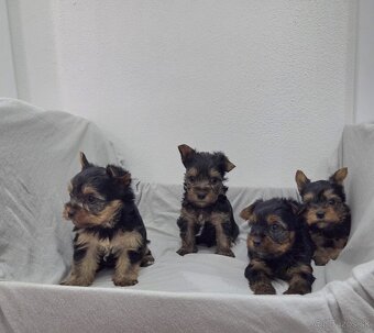 Yorkshirsky terier - 11