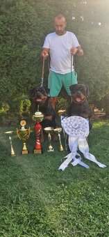 Predam steniatko Rottweilera, rotvajlera, rottvajlera,rotti, - 11