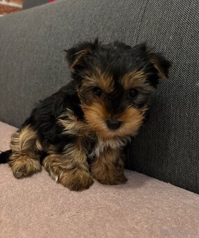 Yorkshire terrier - 11