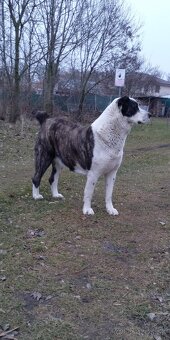 Stredoázijského ovčiaka - 11