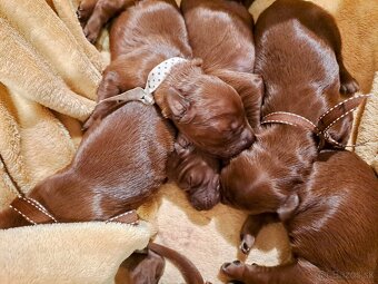 Írsky seter – šteniatka s PP na predaj - 11