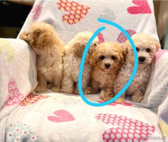 Apricot Maltipoo - 11