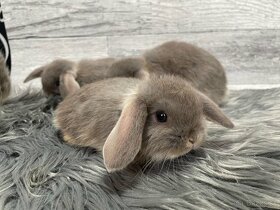 MiniLop, králik - 11