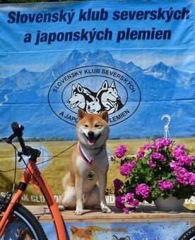 Shiba inu s PP /FCI / - 11