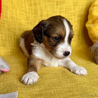 Šteniatka Kooikerhondje – Holandský vábič kačiek - 11