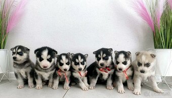 Šteniatka Husky ❤️ - 11