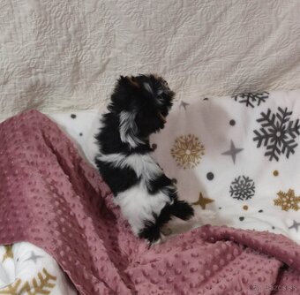 Yorkshire terrier s PP - 11