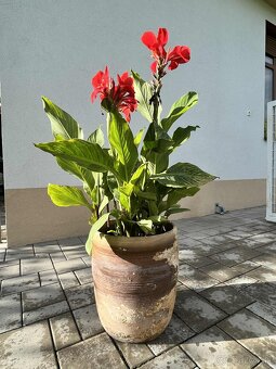Kana indická - Canna indica - 11