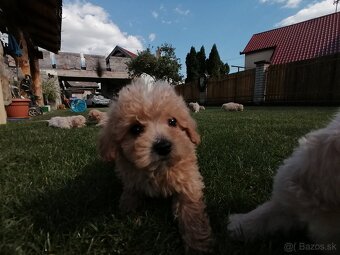 Predám šteniatka maltipoo - 11