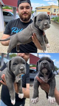 American bully xl s PP - 11