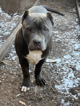 american bully s pp - 11