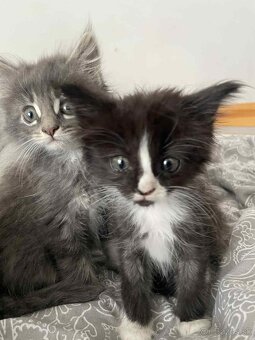 Predam Maine Coon (Mainská Myvália - 11