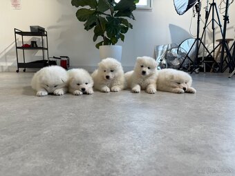 Samojed šteniatka - 11