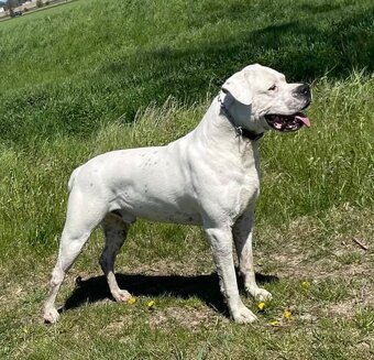 Argentínska doga štěňata, Dogo Argentino, REZERVACE - 11
