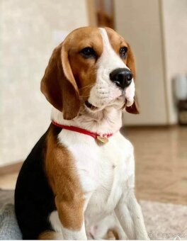 Bigel, bigl, beagle s PP - 11