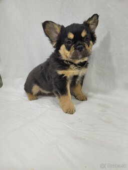 Francúzsky buldoček - 11