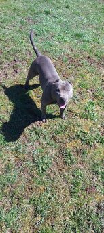 Americky pitbullterier - 11