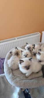 Ragdoll mačiatka, mačka - 11