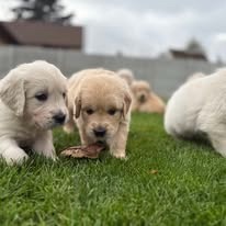 šteniatka Zlatého retrievera s PP - 11