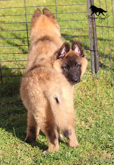 Belgický ovčiak Tervueren - šteniatka s PP na odber - 11