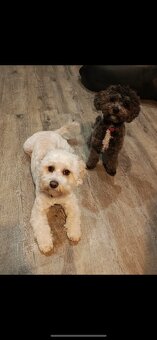 Maltipoo - 11
