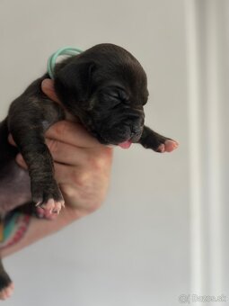AMERICAN BULLY XL s PP - 11