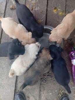 Predám 8-týždnové šteniatka 1 za 20€ - 11