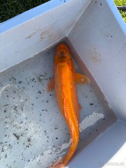 Japonské Koi kapre - 11