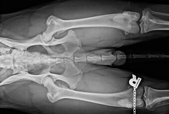 nemecký ovčiak - 11