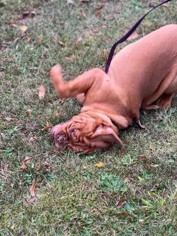 Dogue de Bordeaux s PP holčička Bordeauxská doga - 11