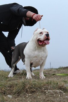 American Bully XL - 11