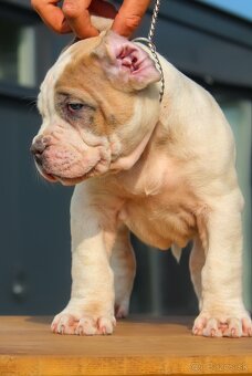 American Bully XL - 11
