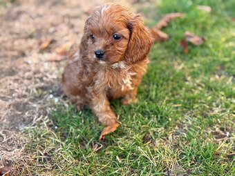 Cavapoo - 11