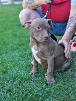 J&K bullys "ponúkame na predaj American bully XL - 11