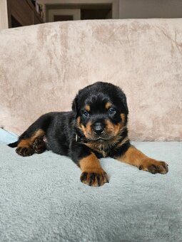 ROTVAJLER - šteniatka s PP - 11