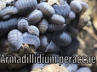 Isopody, rovnakonôžky - 11