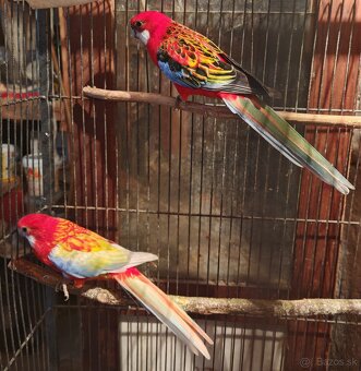 Rozela pestrá - pár - 11