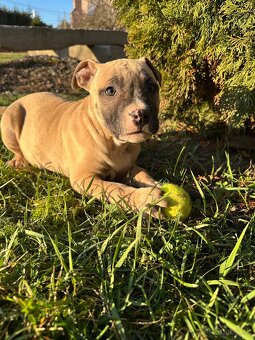 Čistokrvné staford šteniatka pod vianočný stromček. - 11