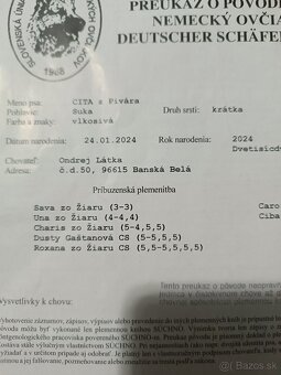 Nemecký ovčiak - 11