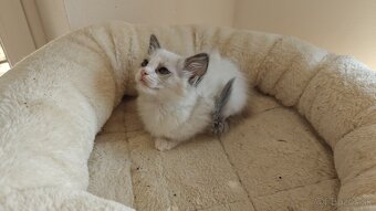 Ragdoll - 11