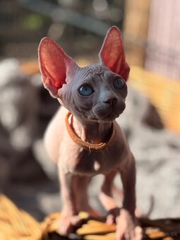 Kanadsky Sphynx - 11