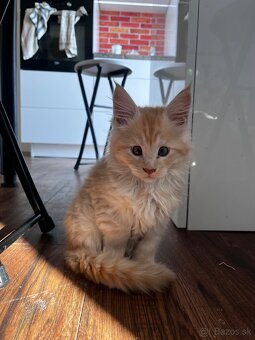 maciatko Fenix s PP/maine coon - 11