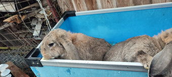 Predám zajacov FB - 11