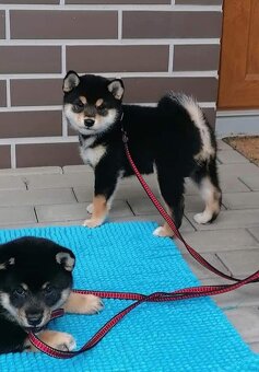 Shiba inu - 11