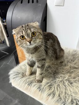 Škótske Klapouché/Rovnouché (Scottish Fold/Straight) - 11