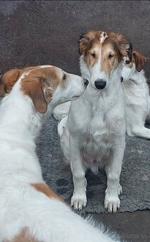 Barzoj ruský chrt s PP - 11