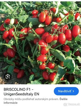 Predám planty paradajok - 11