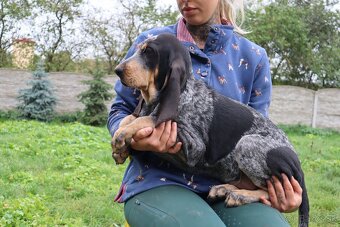 Velký gaskonský pes s PP FCI jako bracco italiano bloodhound - 11