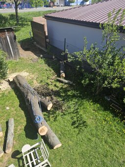 Predám drevo - z výrubu javora mliečneho - 11